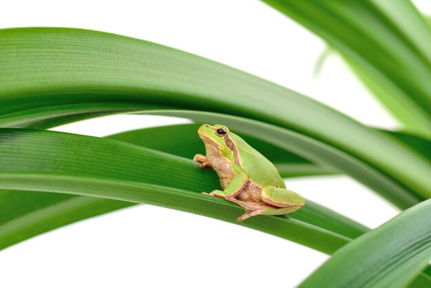 Macro of a tree frog sitting on a leaf isolated on white