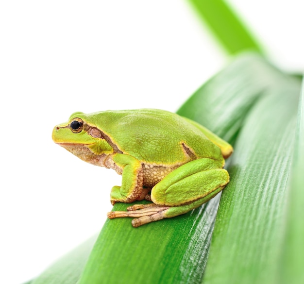 Macro of a tree frog sitting on a leaf isolated