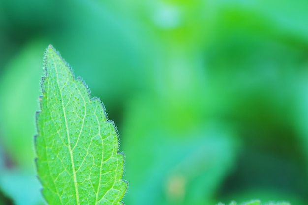 Macro of Tree Leaves for nature background and save green concept 