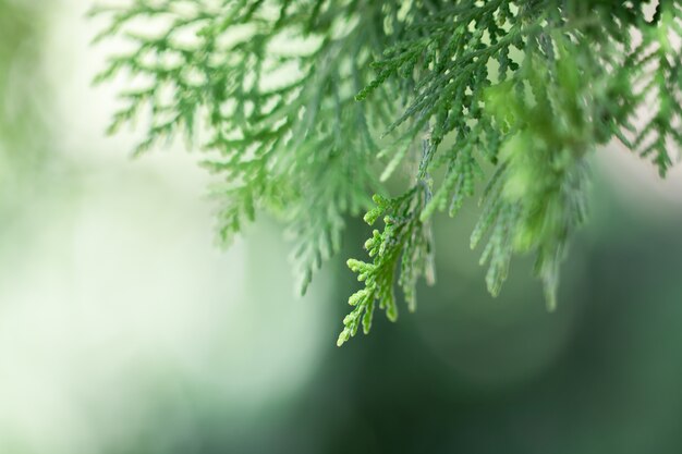 macro of Tree Leaves for nature background and save green concept