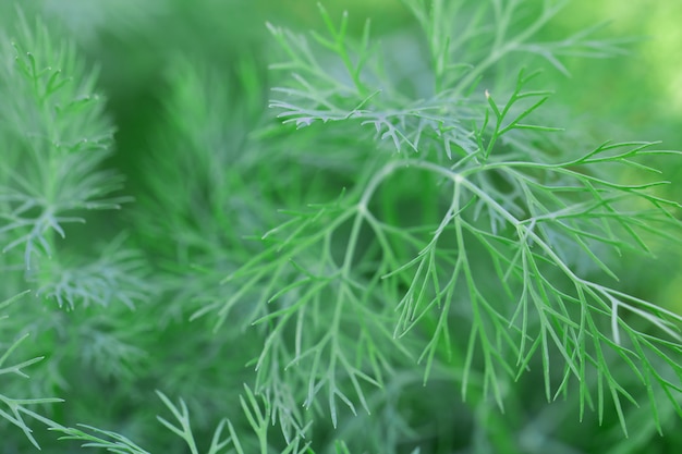 macro of Tree Leaves for nature background