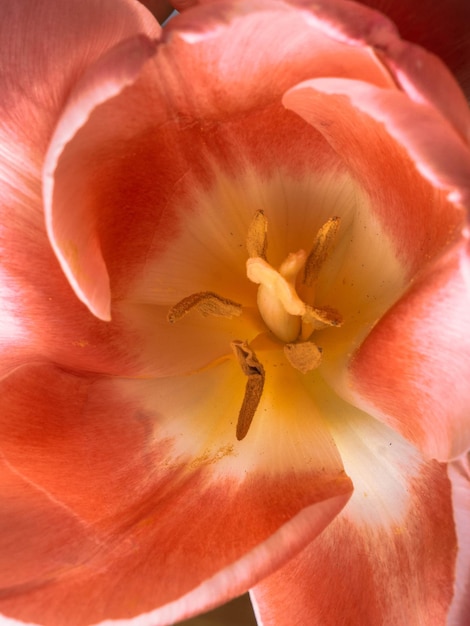 Macro tulip on trendy coral color of 2019 Minimal styled concept greeting card