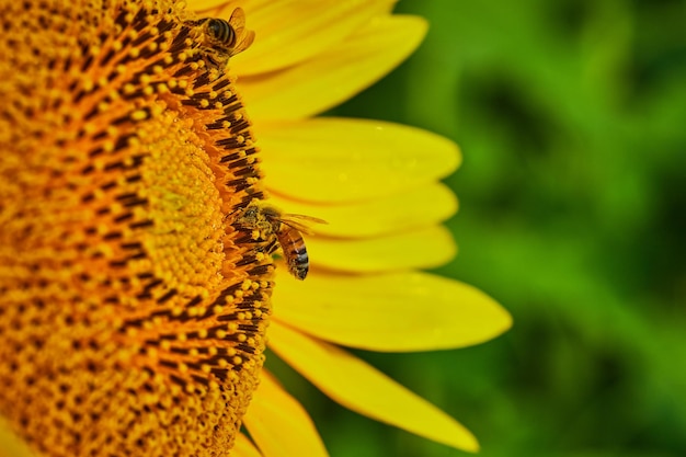 Macro of two bees pollinating center of yellow sunflower with blurry green background