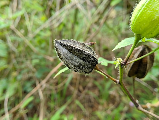 Macro van abelmoschus manihot plant