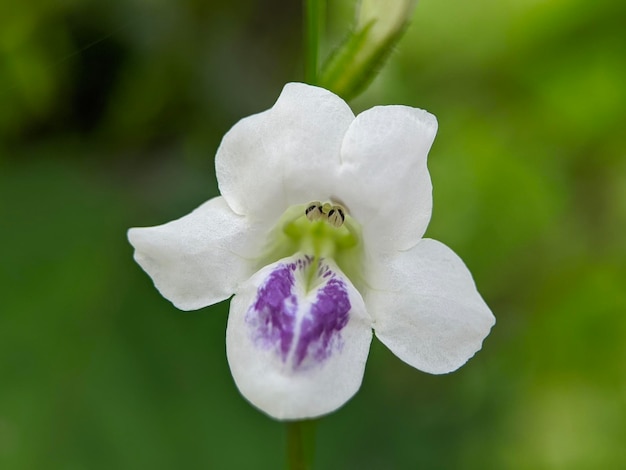 Macro van asystasia gangetica plant