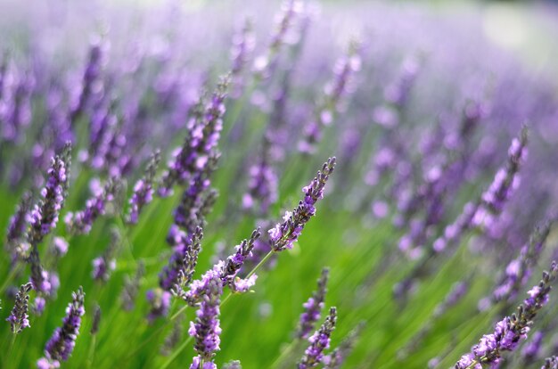 Macro van bloeiende violette lavendelbloemen. Provence natuur. Lavendelgebied in zonlicht met exemplaarruimte. Zomer concept, selectieve aandacht