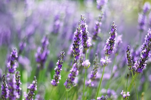 Macro van bloeiende violette lavendelbloemen. Provence natuur. Lavendelgebied in zonlicht met exemplaarruimte. Zomer concept, selectieve aandacht