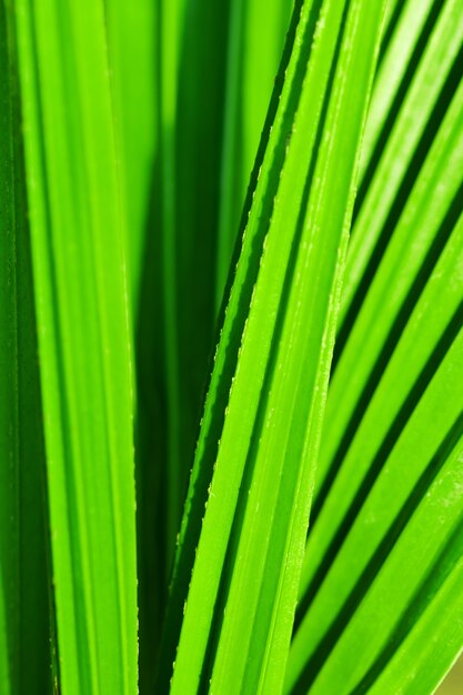 macro van boombladeren voor natuur achtergrond