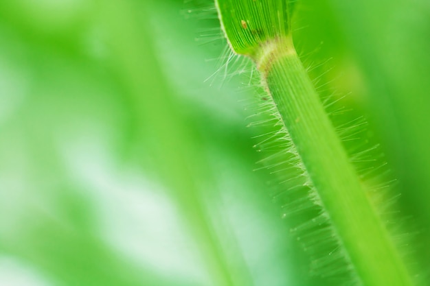 macro van boombladeren voor natuur achtergrond