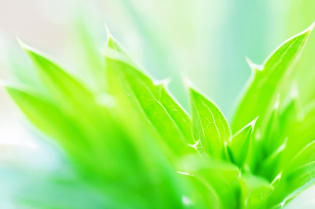 macro van boombladeren voor natuur achtergrond