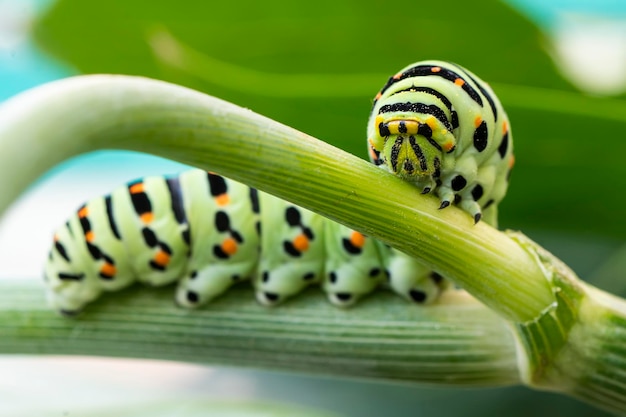Macro van Caterpillar Papilio Machaon zwaluwstaartrups die zich voedt met venkeltakken details in de natuur
