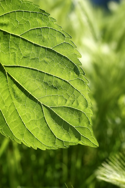 Macro van de het blad de groene aard van de transparantiemoerbeiboom