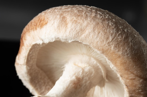 Macro van de hoed van een Shiitake-paddenstoel Lentinula edodes