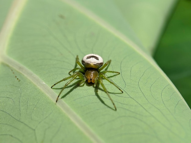 Macro van de spin van araniellacucurbitina op groene bladeren