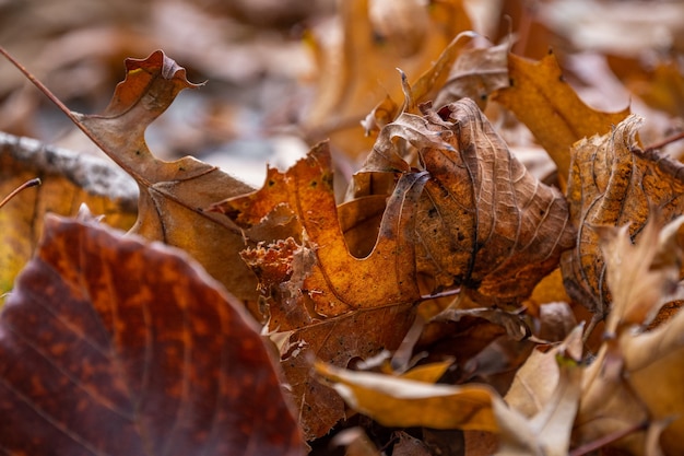 Macro van droge esdoornbladeren op de grond close-up van oranje herfstgebladerte in een park