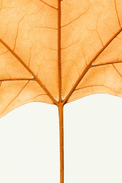 Macro van een droog blad in de herfst