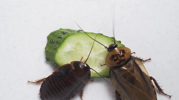 Macro van een grote bruine kakkerlak die komkommer eet