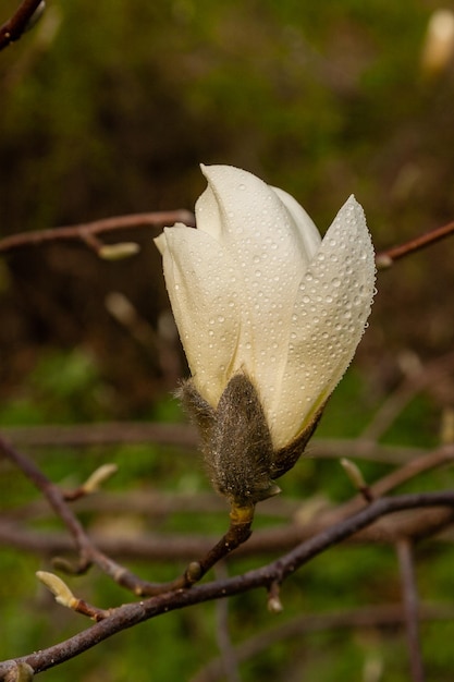 Macro van een mooie magnoliaknop