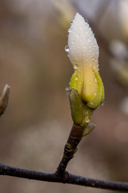 Macro van een mooie magnoliaknop