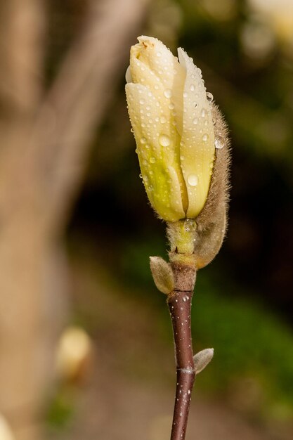 Macro van een mooie magnoliaknop