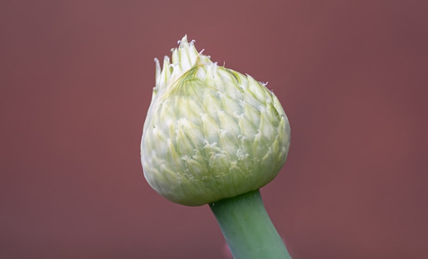 Foto macro van een preibloem