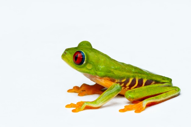 Macro van een roodogige boomkikker agalychnis callidryas geïsoleerd op wit