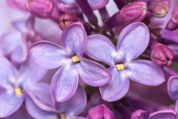 Macro van een tak van lila Close up van een paarse lentebloem