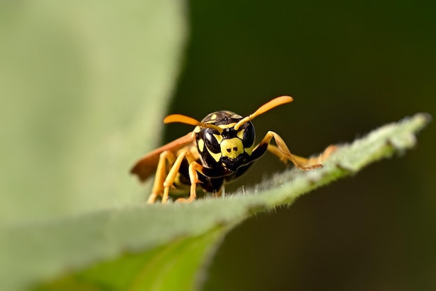 macro van een wesp op een blad