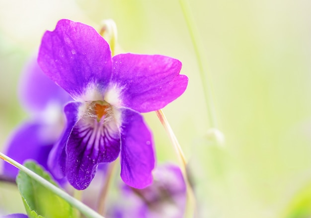 Macro van een wilde violette bloem op een weide in de lenteochtend, ondiepe scherptediepte