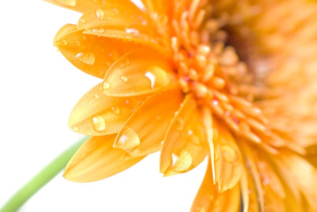 Macro van gele daisy-gerbera hoofd geïsoleerd op wit