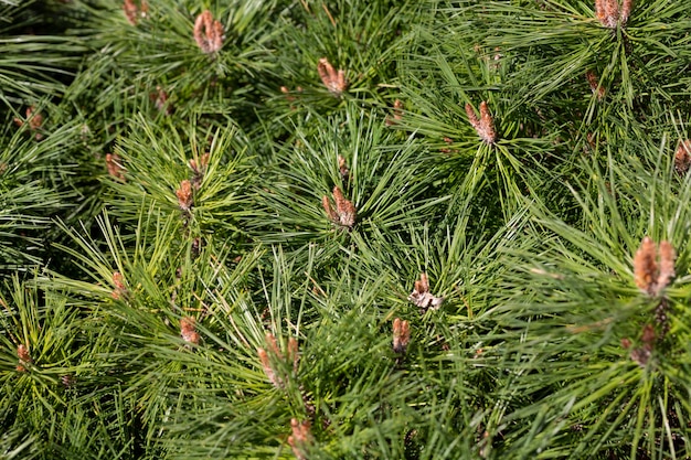 Macro van groene dennennaalden natuurlijke groene naaldhout achtergrond