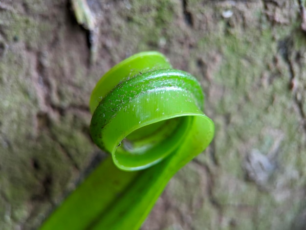 Macro van groene spiraalvormige plant