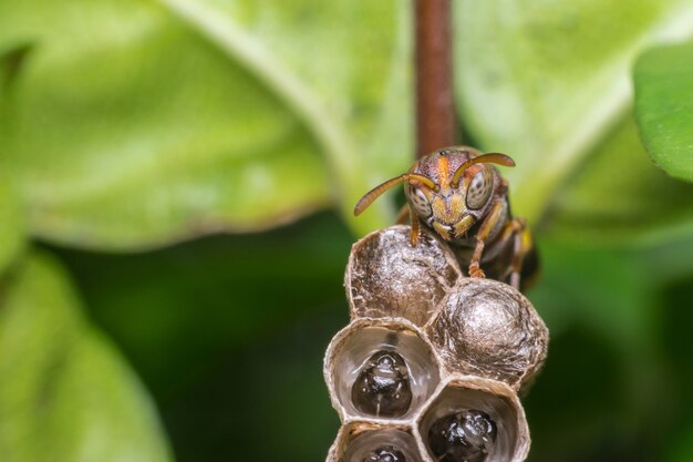 Macro van Hymenoptera op het nest in de natuur