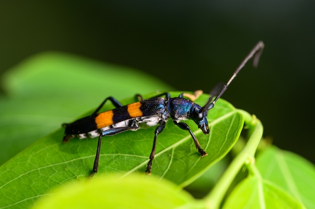 Macro van insecten op bladeren in de natuur