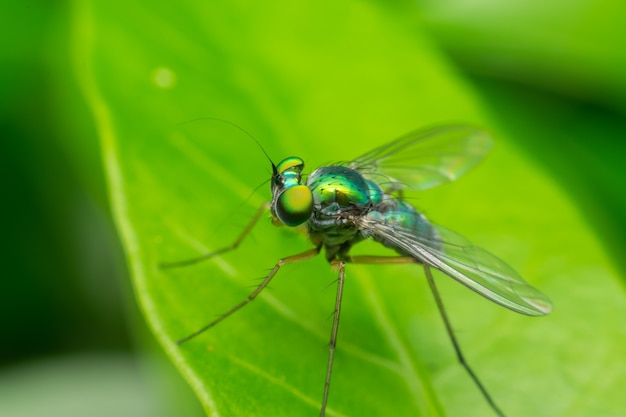 Macro van insectenfocus op oog close-up op het verlof in de natuur