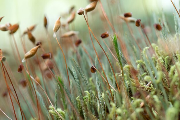 Macro van jonge spruiten in het bos