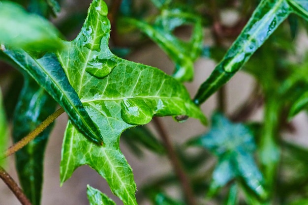 Macro van klein groen blad met waterdruppels