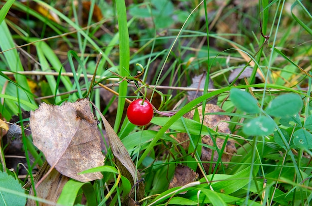 Macro van lelietje-van-dalen Convallaria majalis boom rode bessen op een takje met waterdruppels na regen over groene bos achtergrond in de herfst