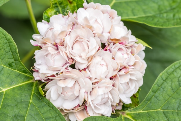 Macro van mooie bloemen, Rose Clerodendrum (Birma Conehead).