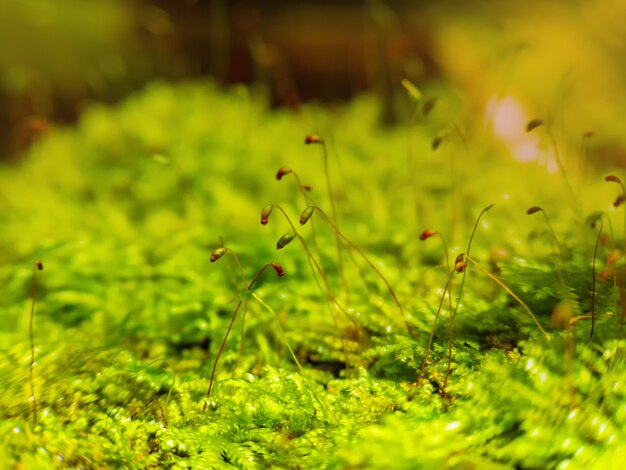 Macro van mos in bos (Bryophyta) verlicht door de vroege stralen van de ochtendzon