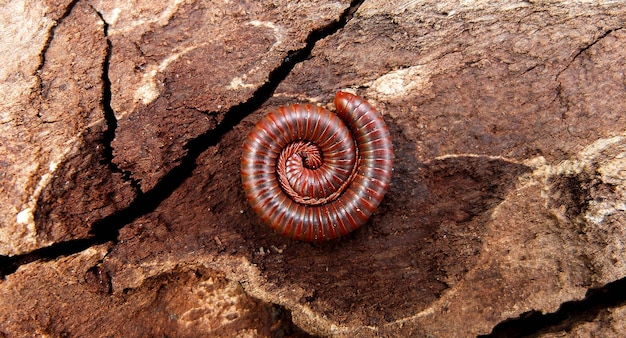 Macro van oranje en bruine duizendpoot op oud hout in het bos