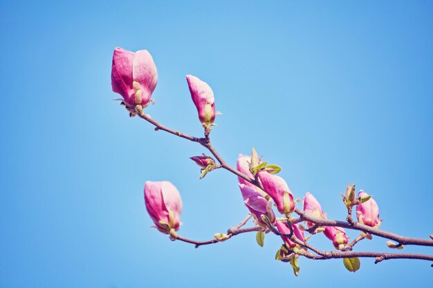 Macro van paarse magnolia