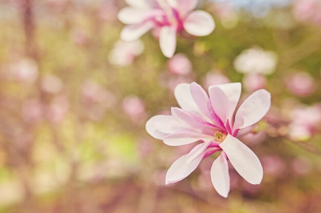 Macro van paarse magnolia