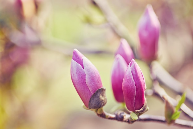 Macro van paarse magnolia