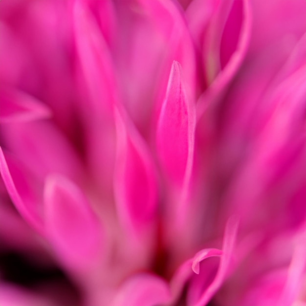 Macro van prachtige lichtroze pioenbloem Peony bloemblaadjes geïsoleerde standalone close-up