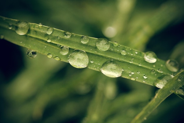 Macro van regendruppels op het grasxA