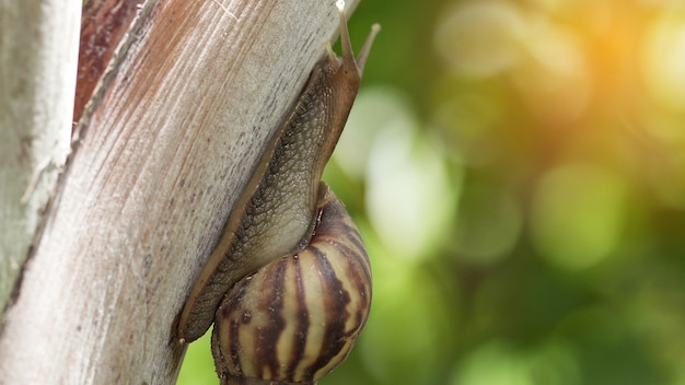 Foto macro van slak die in aard kruipt.