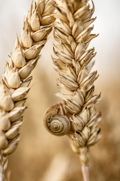 Foto macro van slak op de aar van het landgebied