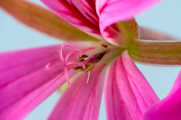 Macro van stampers van een kleine roze geranium