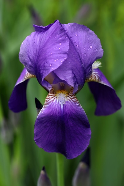 Macro van violet tot bloei komende iris op vage groene grasachtergrond